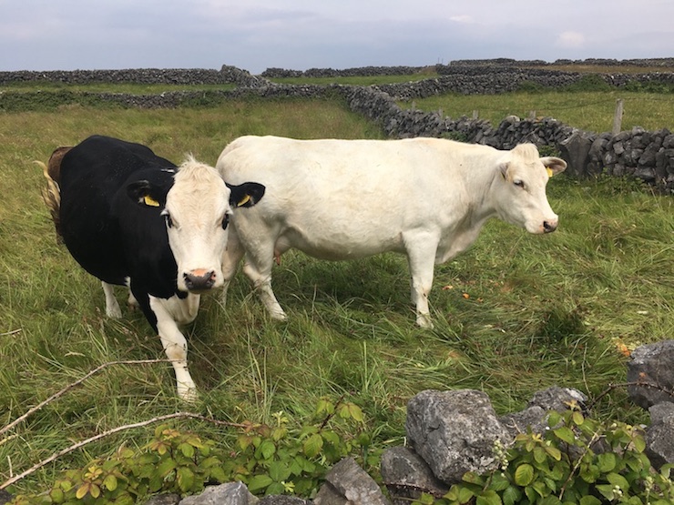 A Trip to the Aran Islands and more!