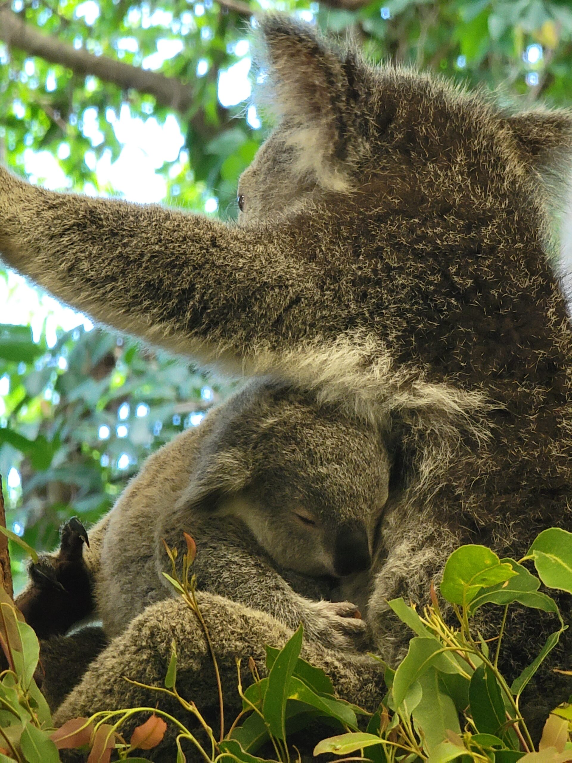 Marsupials in Australia #2