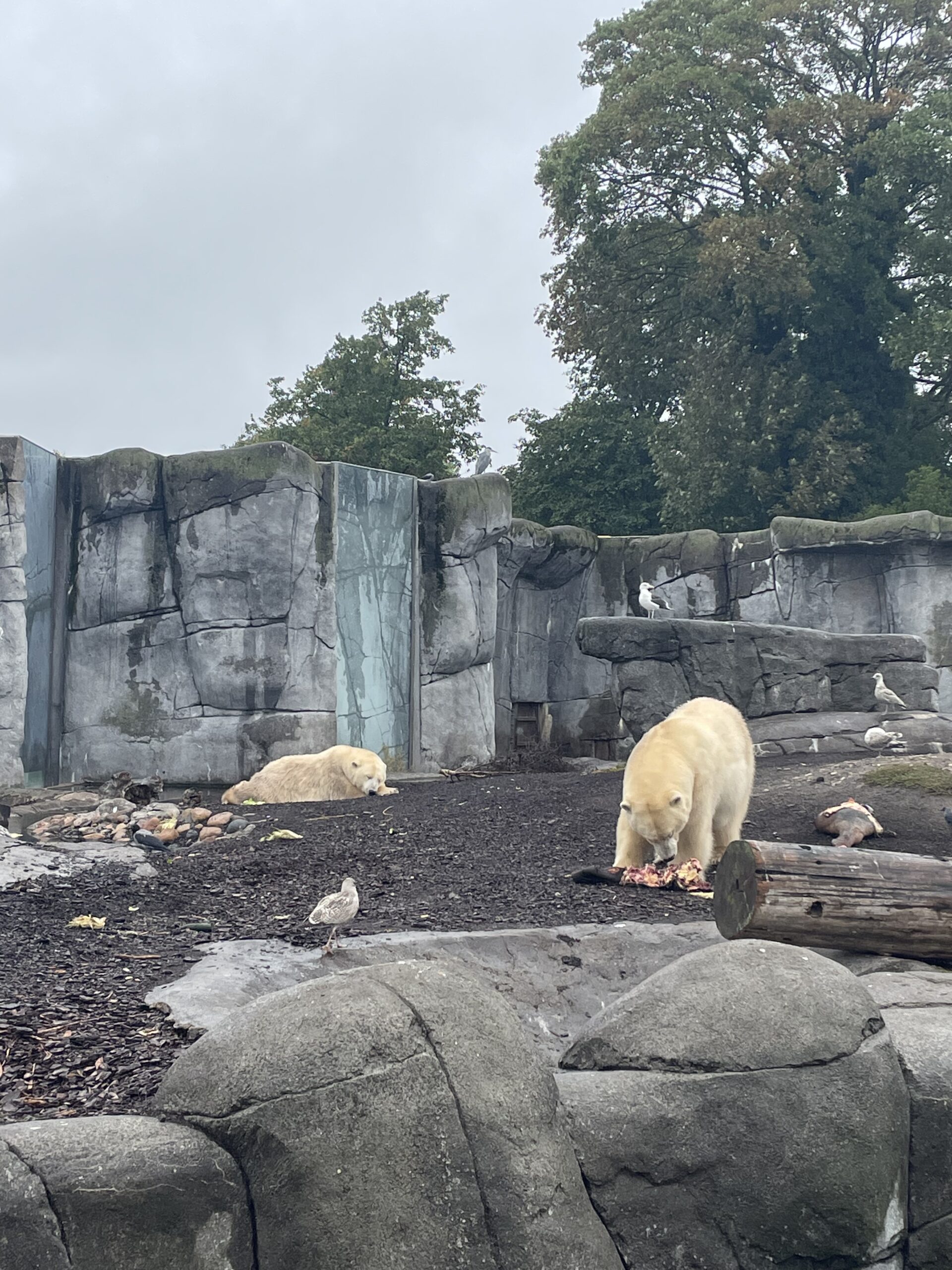 Copenhagen Zoo- Polar Bears!
