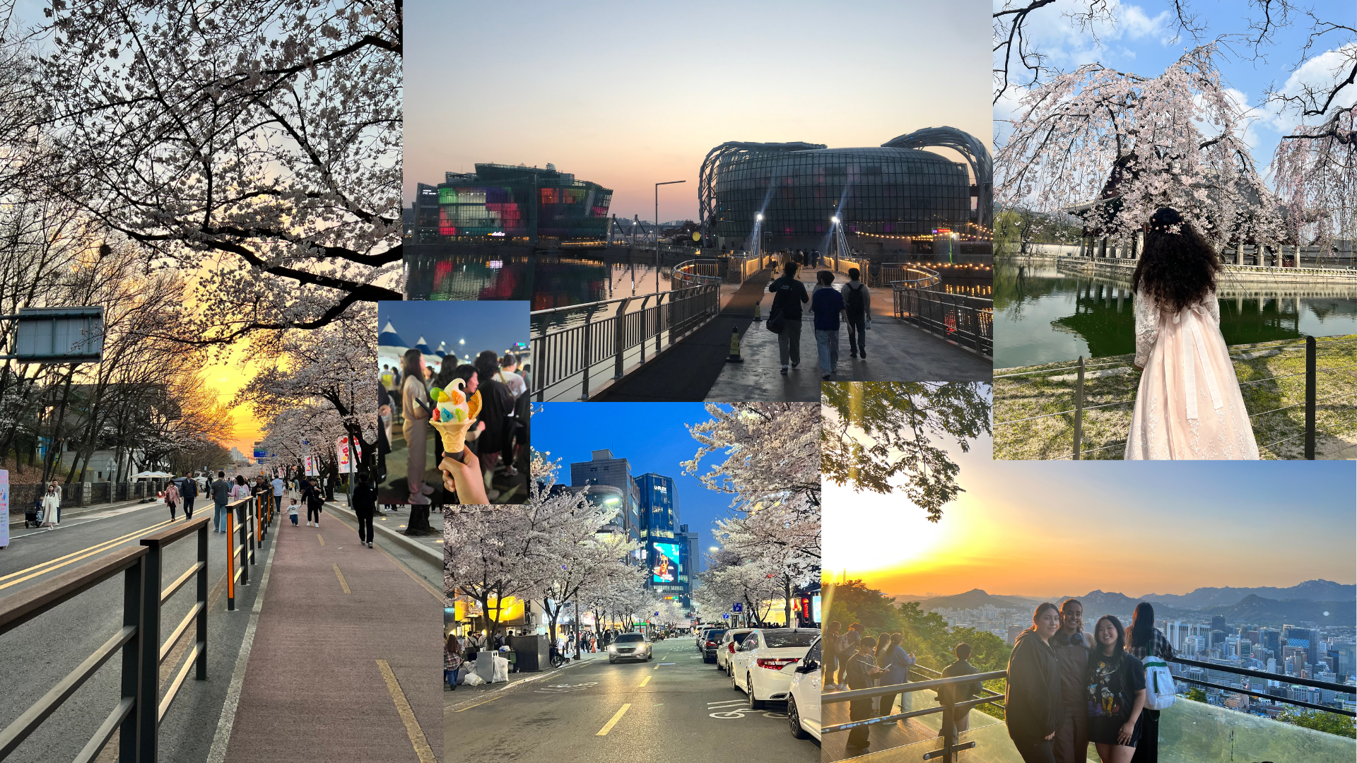 Studying in South Korea: A Story about Cherry Blossoms, a Cat, and a Bakery